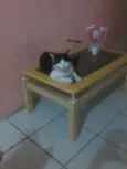 mimo