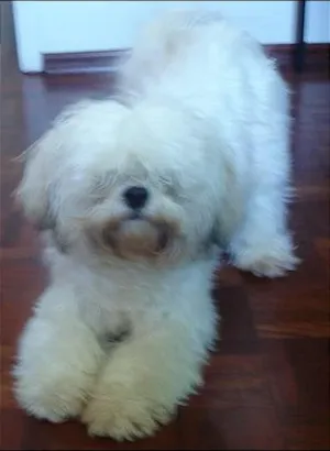 Cachorro raça Lhasa-apso idade 5 anos nome Thor