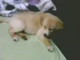 menina