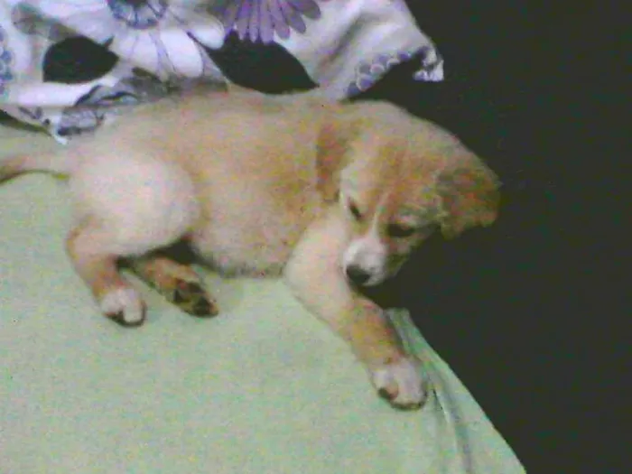 Cachorro ra a srd idade 2 a 6 meses nome menina