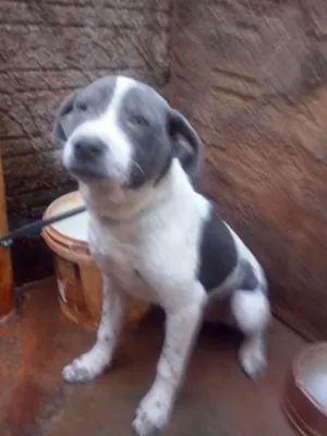 Cachorro raça misto pit bull idade 2 a 6 meses nome nao sei