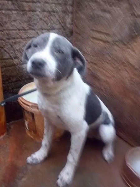 Cachorro ra a misto pit bull idade 2 a 6 meses nome nao sei