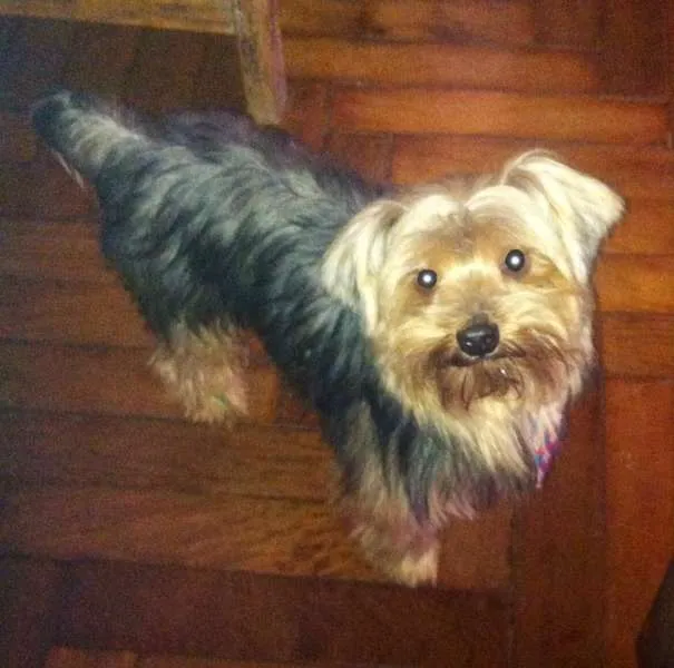 Cachorro ra a Yorkshire idade  nome Yorkshire