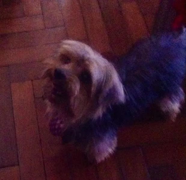 Cachorro ra a Yorkshire idade  nome Yorkshire