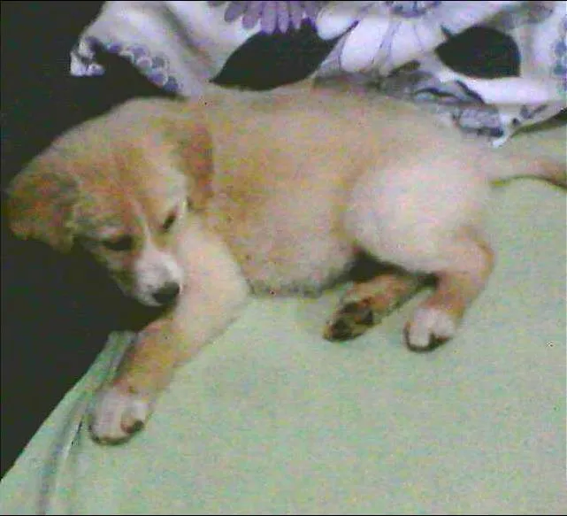 Cachorro ra a srd idade 2 a 6 meses nome menina