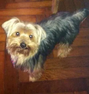 Cachorro raça Yorkshire idade  nome Yorkshire