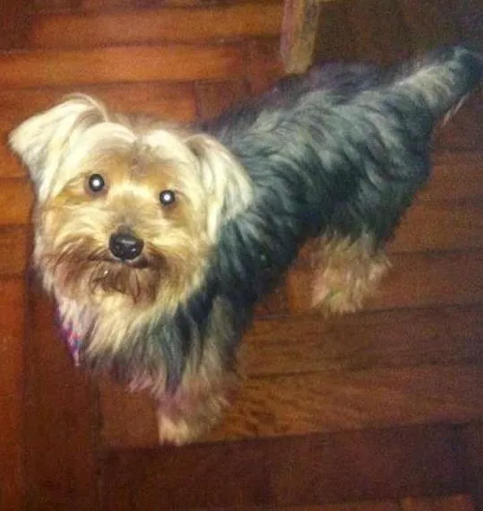 Cachorro ra a Yorkshire idade  nome Yorkshire