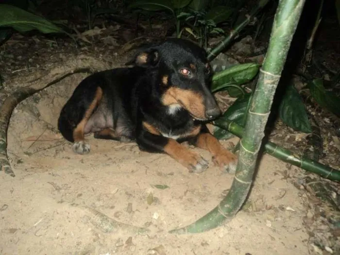 Cachorro ra a SRD idade 3 anos nome Silvia