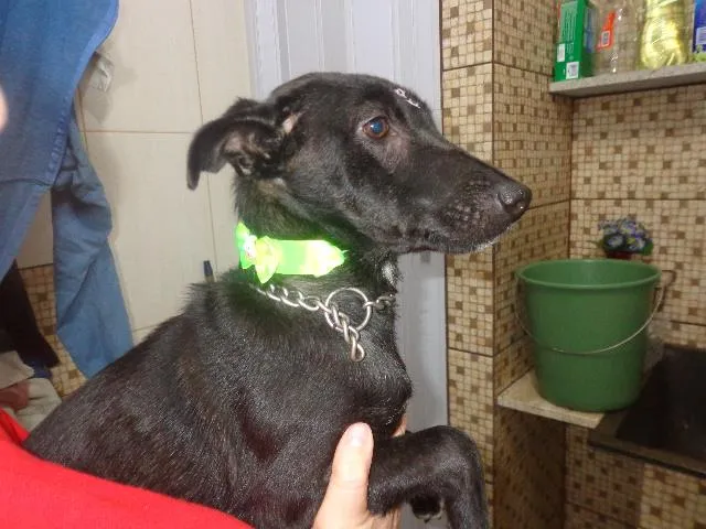 Cachorro ra a srd idade 1 ano nome Amora