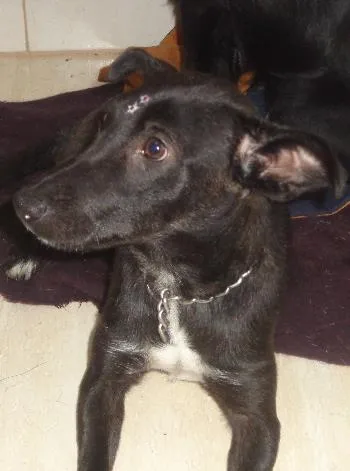 Cachorro ra a srd idade 1 ano nome Amora