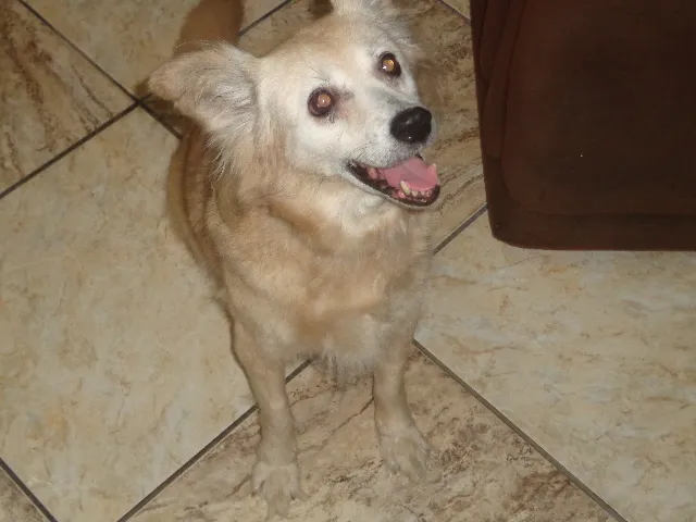 Cachorro ra a srd idade 6 ou mais anos nome Lilica