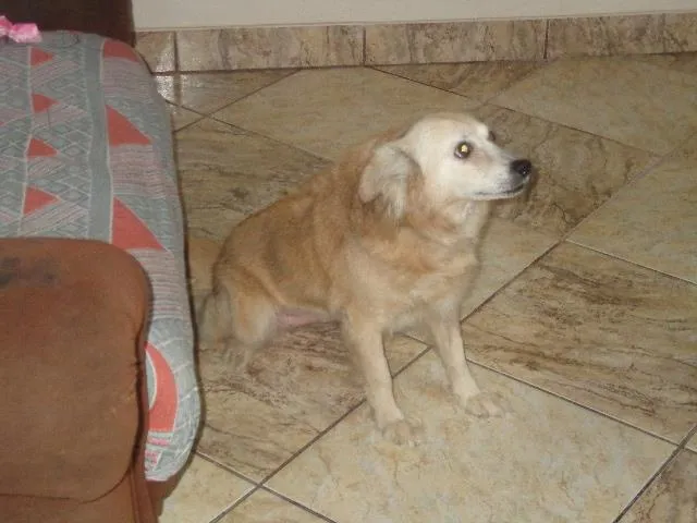 Cachorro ra a srd idade 6 ou mais anos nome Lilica