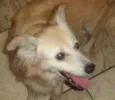 Lilica