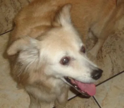 Cachorro ra a srd idade 6 ou mais anos nome Lilica