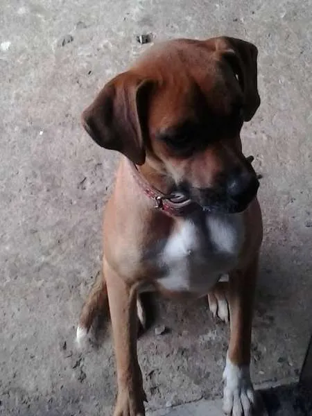 Cachorro ra a boxer idade 7 a 11 meses nome kira