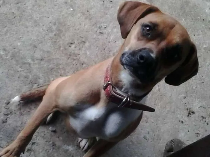 Cachorro ra a boxer idade 7 a 11 meses nome kira