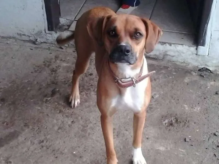 Cachorro ra a boxer idade 7 a 11 meses nome kira