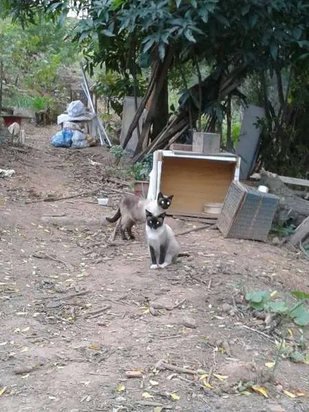 Gato ra a SRD idade 7 a 11 meses nome MENINAS