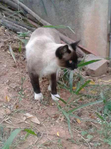 Gato ra a SRD idade 7 a 11 meses nome MENINAS