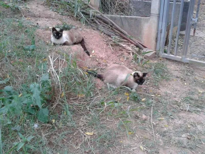 Gato ra a SRD idade 7 a 11 meses nome MENINAS