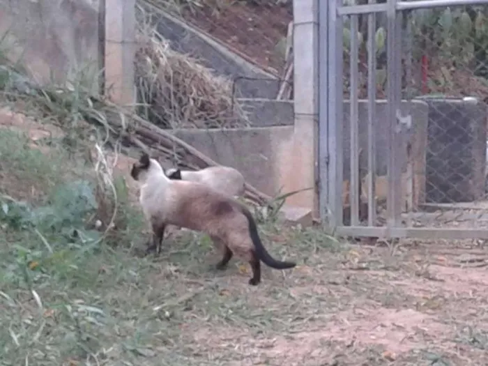 Gato ra a SRD idade 7 a 11 meses nome MENINAS