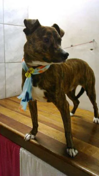 Cachorro ra a não definida idade 7 a 11 meses nome Tigrão