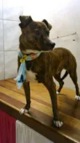 Tigrão