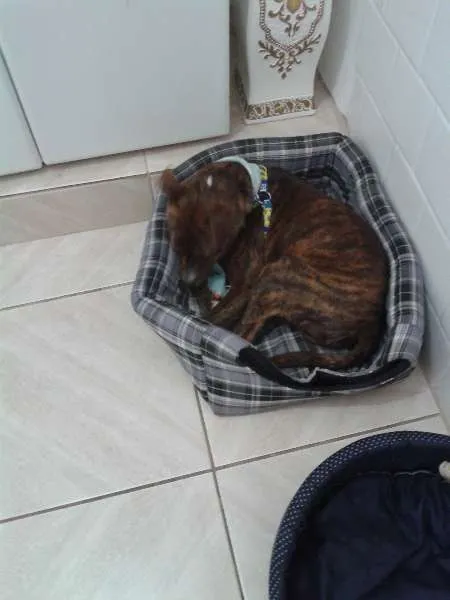 Cachorro ra a não definida idade 7 a 11 meses nome Tigrão