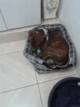 Tigrão