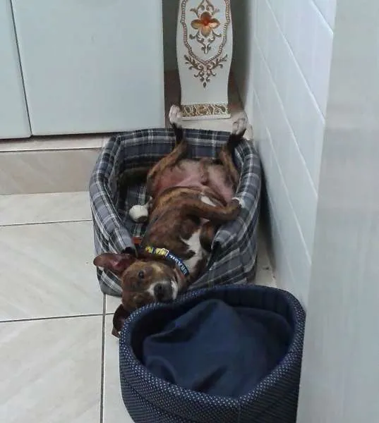 Cachorro ra a não definida idade 7 a 11 meses nome Tigrão
