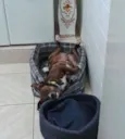 Tigrão