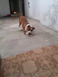 Tigrão