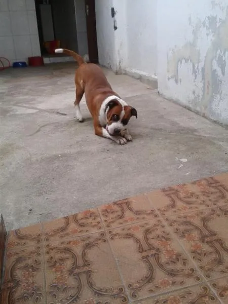 Cachorro ra a Pit-Bull idade 4 anos nome Tigrão