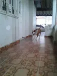 Tigrão