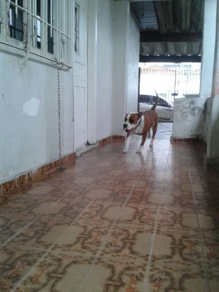 Cachorro ra a Pit-Bull idade 4 anos nome Tigrão