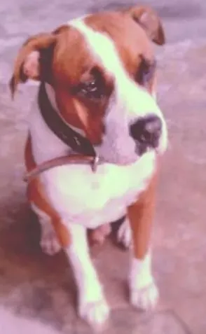 Cachorro ra a Pit-Bull idade 4 anos nome Tigrão