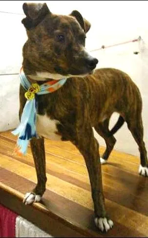 Cachorro ra a não definida idade 7 a 11 meses nome Tigrão