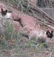 Gato raça SRD idade 7 a 11 meses nome MENINAS