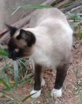 Gato ra a SRD idade 7 a 11 meses nome MENINAS