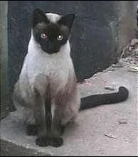 Gato ra a SRD idade 7 a 11 meses nome MENINAS