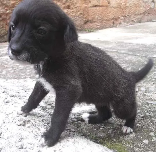 Cachorro ra a SRD idade Abaixo de 2 meses nome ITAQUAQUECETUBA