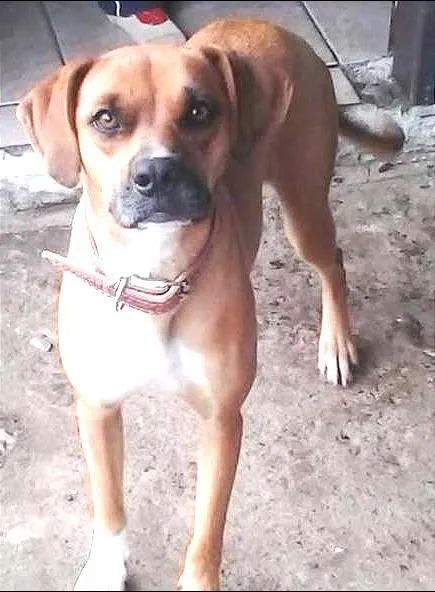 Cachorro ra a boxer idade 7 a 11 meses nome kira