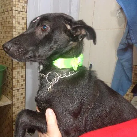 Cachorro ra a srd idade 1 ano nome Amora