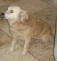 Lilica