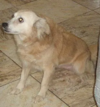 Cachorro ra a srd idade 6 ou mais anos nome Lilica