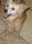 Lilica
