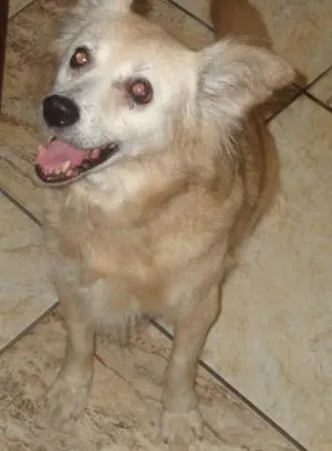 Cachorro raça srd idade 6 ou mais anos nome Lilica