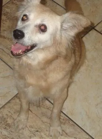 Cachorro ra a srd idade 6 ou mais anos nome Lilica