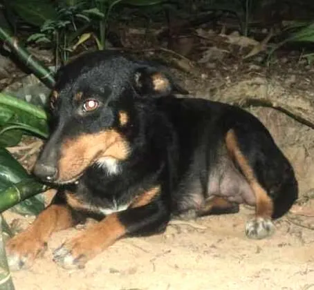 Cachorro ra a SRD idade 3 anos nome Silvia