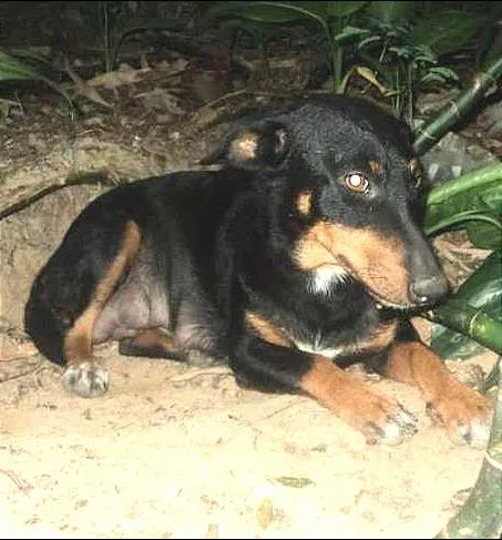 Cachorro ra a SRD idade 3 anos nome Silvia